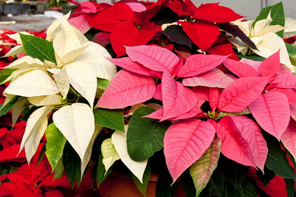 How to properly prune a poinsettia