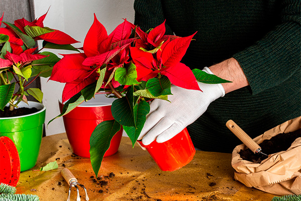 How to transplant a poinsettia indoor flower