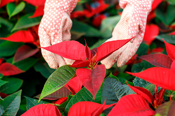 How to care for a Christmas flower