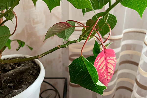 why poinsettia does not bloom
