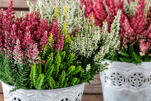 Which ornamental plants bloom in autumn