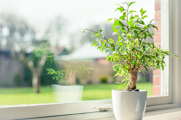 Which plants bloom in early spring