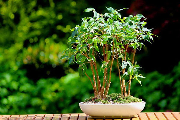 Seasons of the year and houseplants