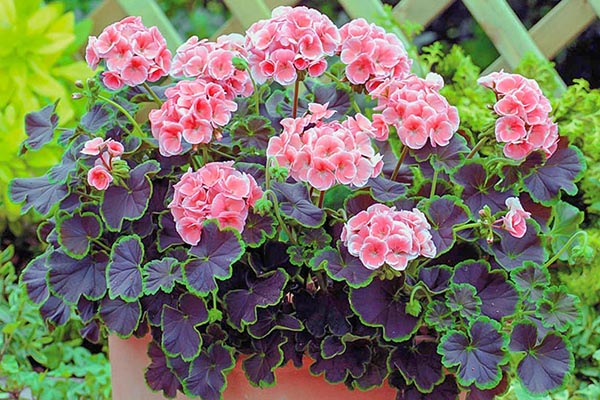 Which houseplants bloom in summer