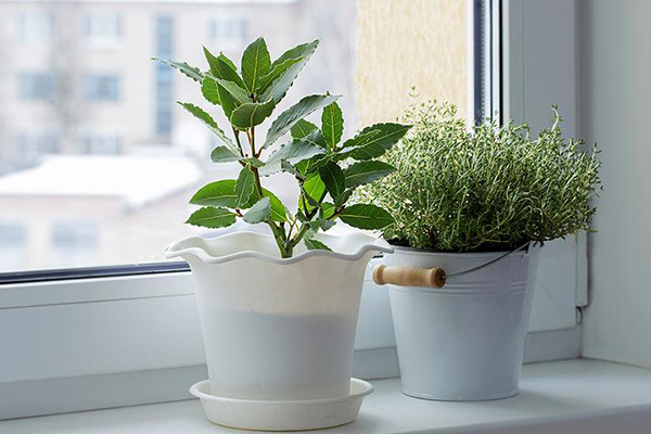 Which ornamental plants bloom in winter