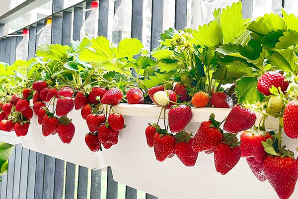 Growing strawberries on the balcony