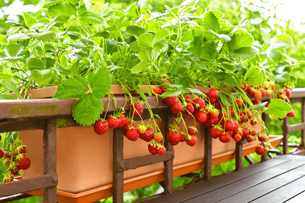 How to plant strawberries at home