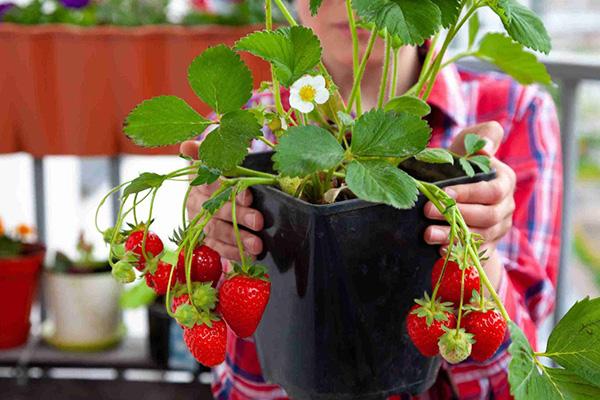 Common mistakes when growing strawberries at home
