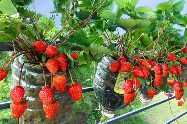 Growing strawberries at home