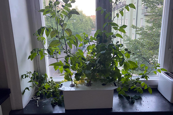Tomatoes from seeds in a pot at home on the windowsill