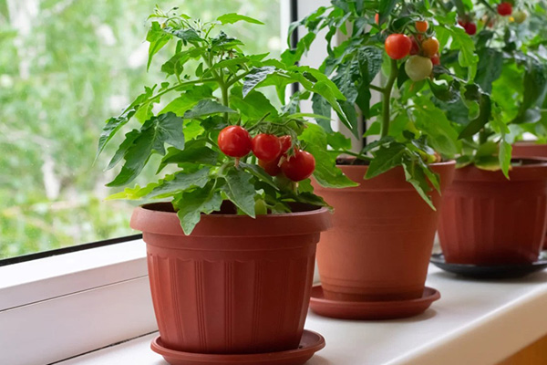 Tomato pods when growing at home