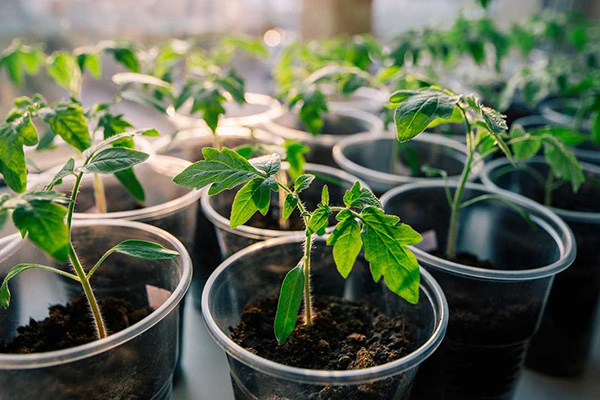 Tomato seedlings at home
