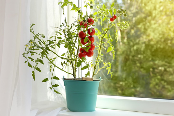 Tomatoes at home in a pot