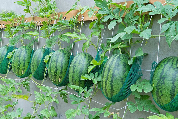 How to grow a watermelon at home?