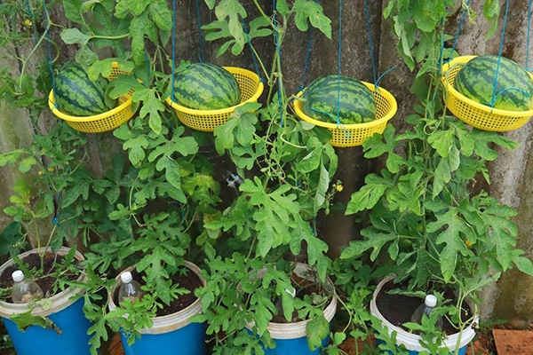What do you need to grow a watermelon at home?