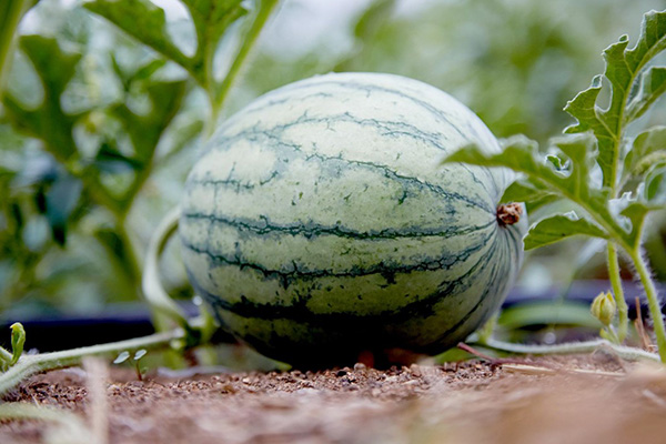 Planting watermelons at home
