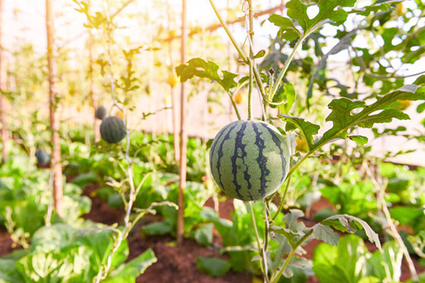How much light do watermelons need when grown at home?