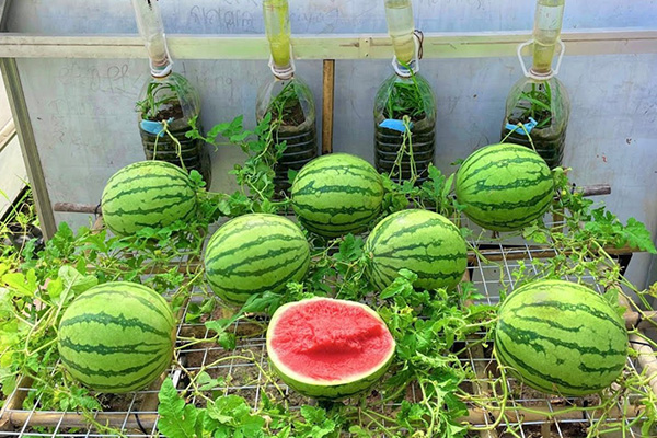 Home-grown watermelons