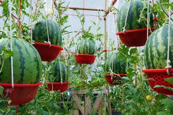 How to grow a watermelon at home?